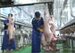 मेम्मल स्प्लिट मांस उत्पादन लाइन, औद्योगिक उत्पादन लाइन आगे प्रसंस्करण आपूर्तिकर्ता